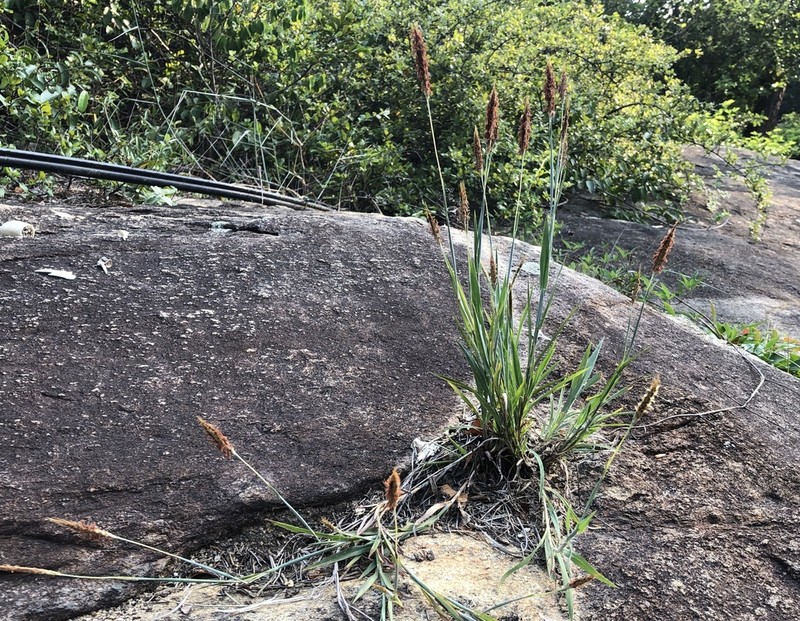 Apocopis wrightii photo 2