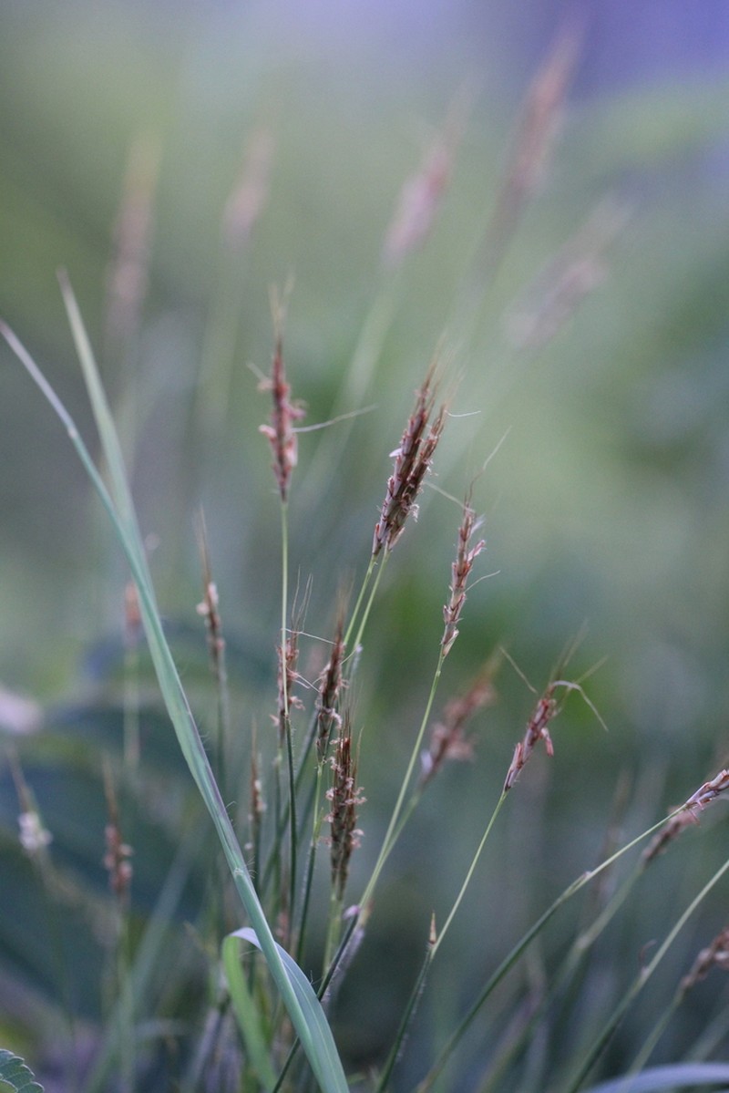 Apocopis wrightii photo 3