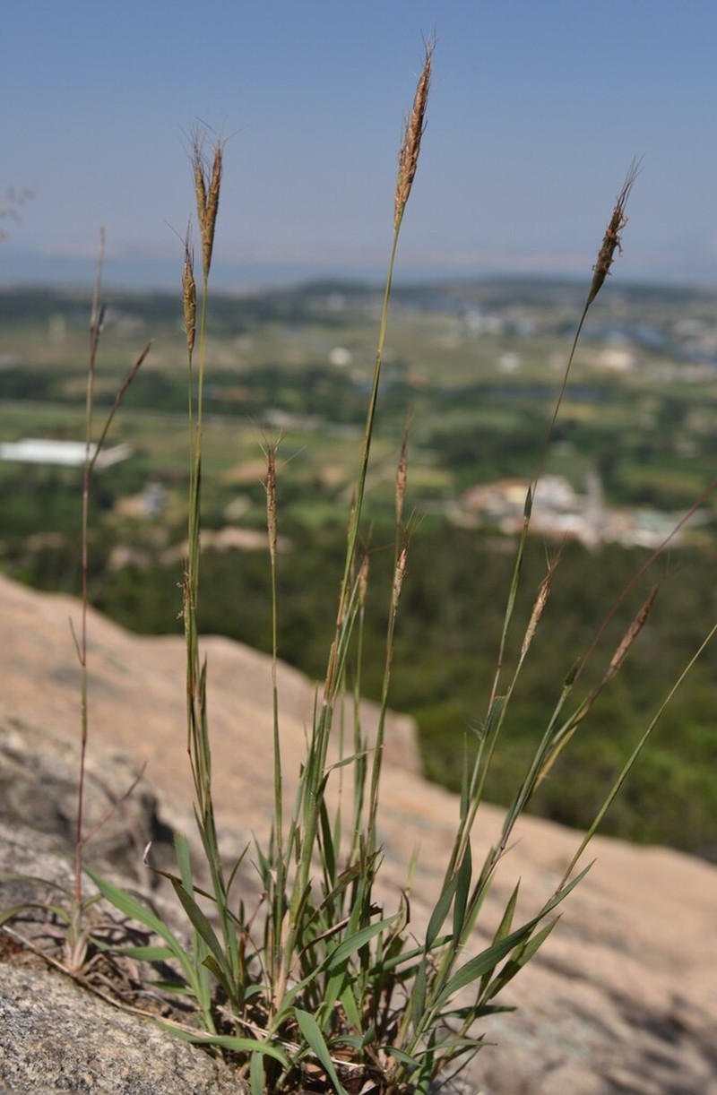 Apocopis wrightii photo 4