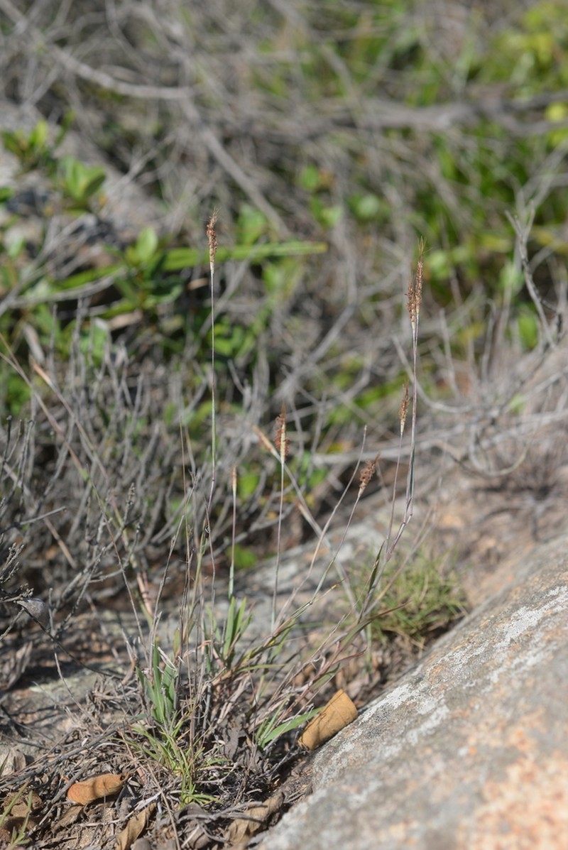Apocopis wrightii photo 5