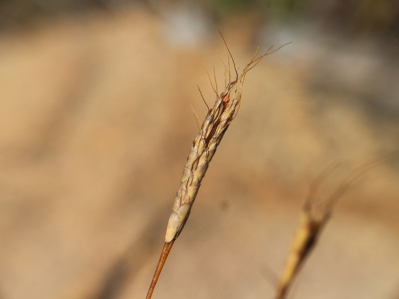 Apocopis wrightii photo 6