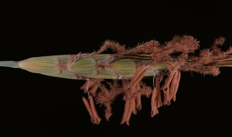 Apocopis wrightii photo 7