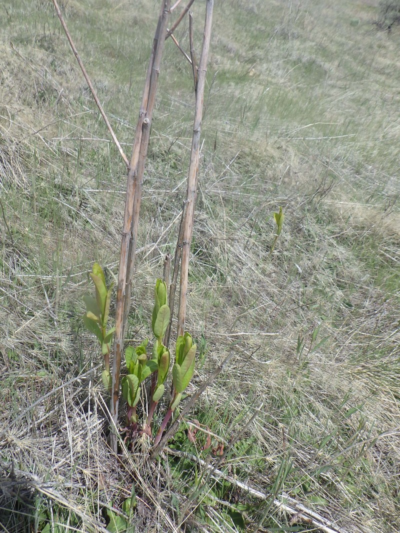 Apocynum floribundum photo 4