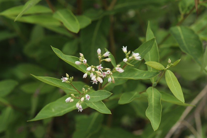 Apocynum floribundum photo 5