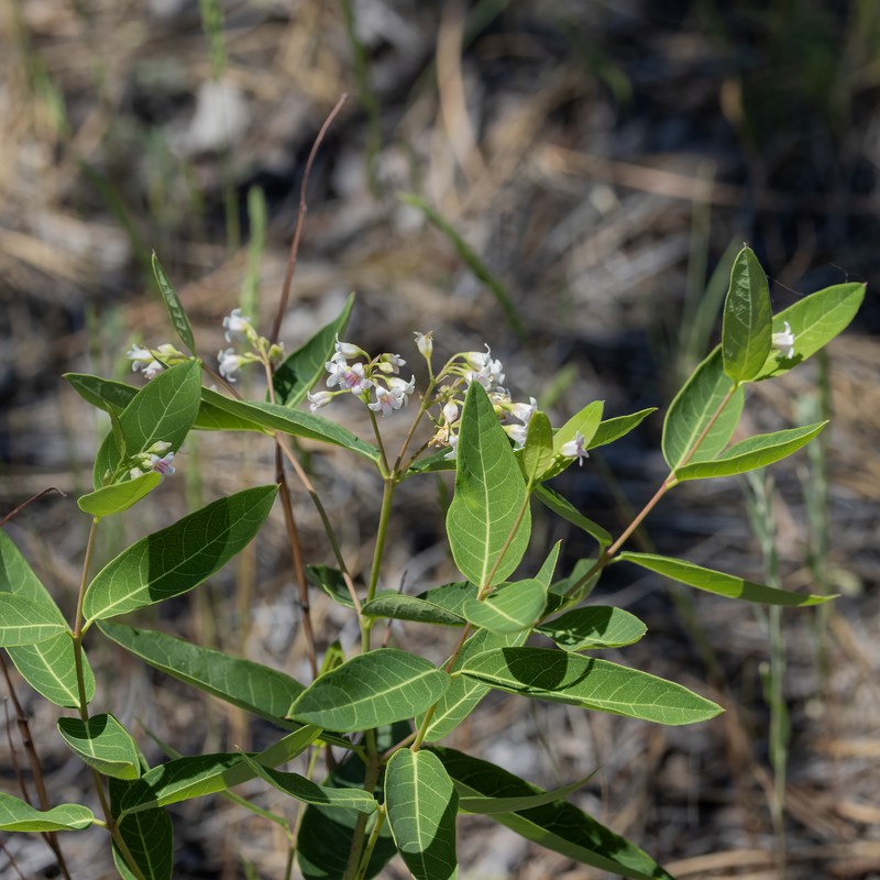 Apocynum floribundum photo 6
