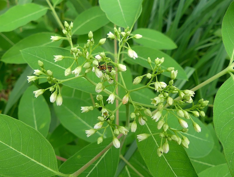 Apocynum floribundum photo 7