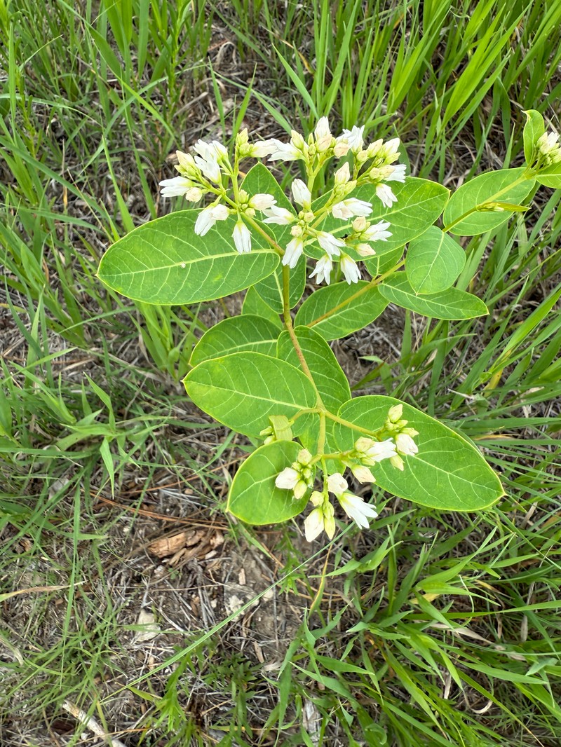 Apocynum floribundum photo 8