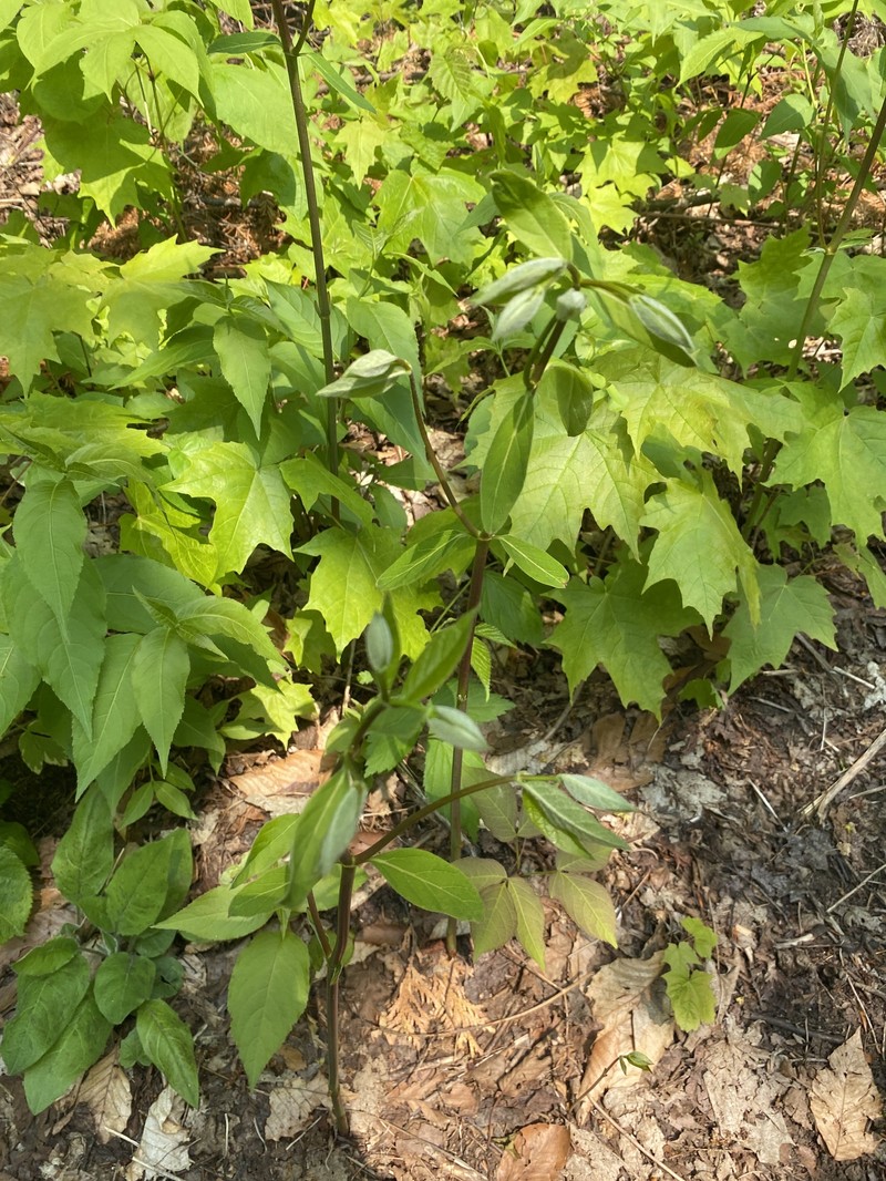 Apocynum floribundum photo 9