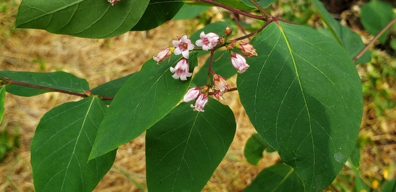 Spreading Dogbane photo 2