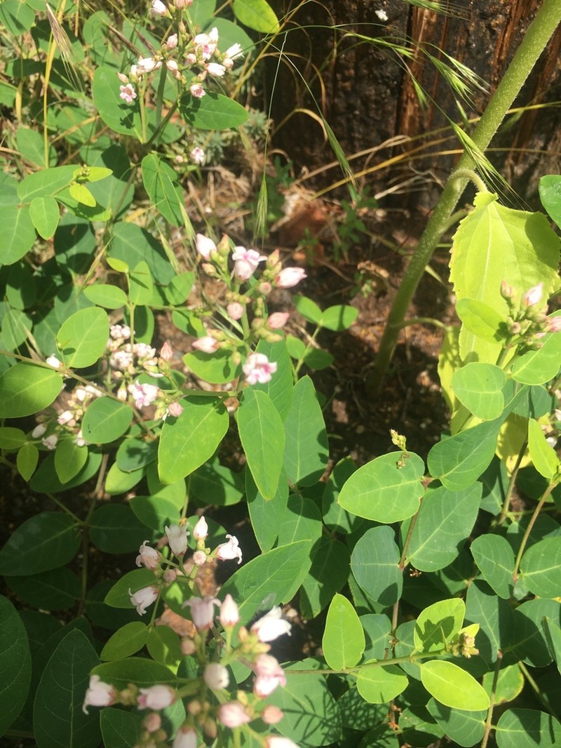 Spreading Dogbane photo 3