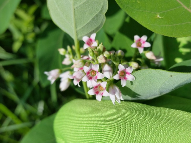Spreading Dogbane photo 4