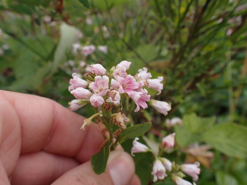 Spreading Dogbane photo 5