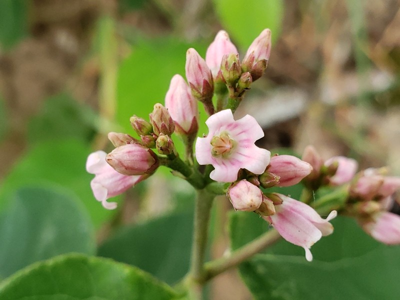 Spreading Dogbane photo 6