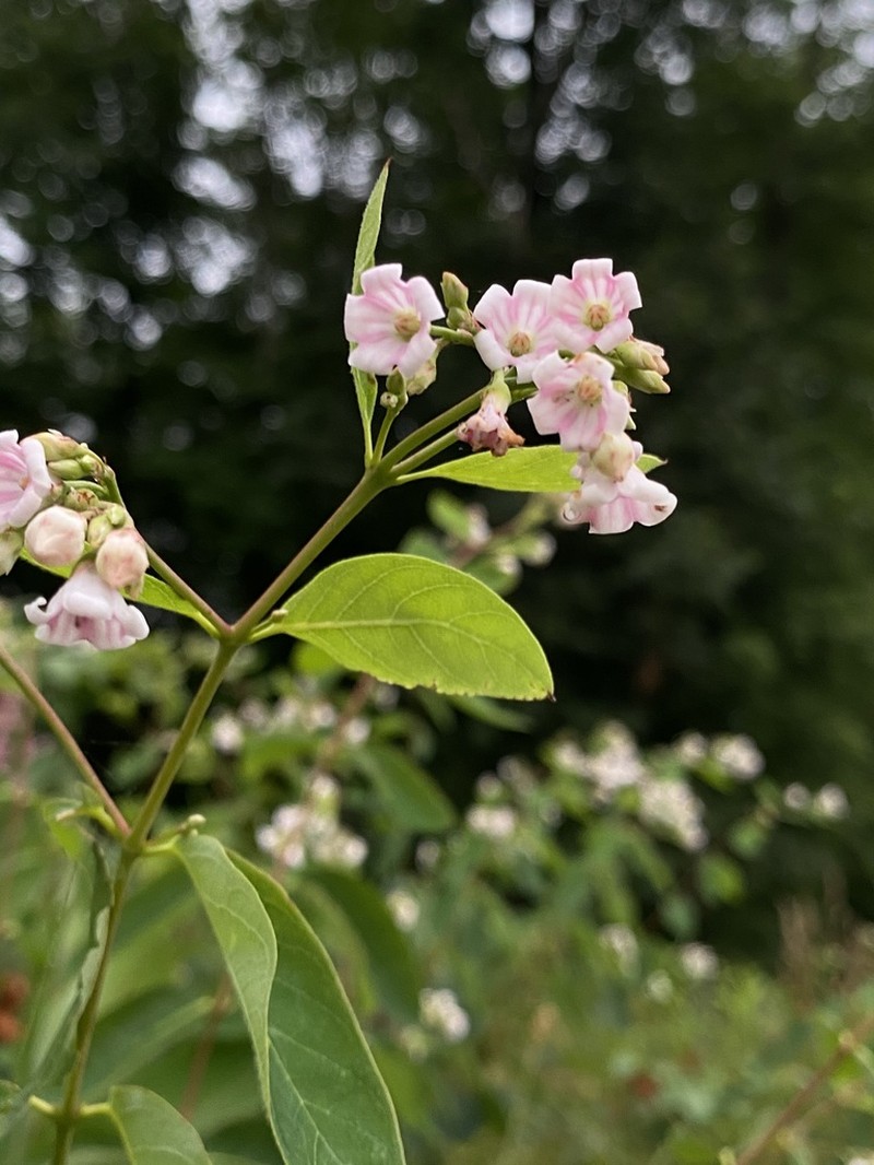 Spreading Dogbane photo 7