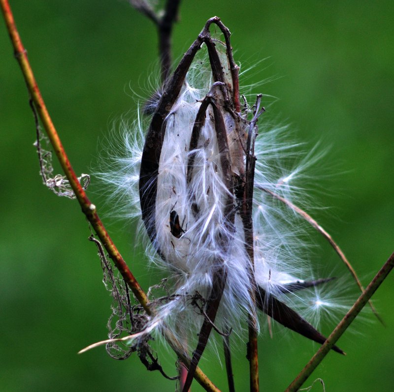 Indianhemp photo 2