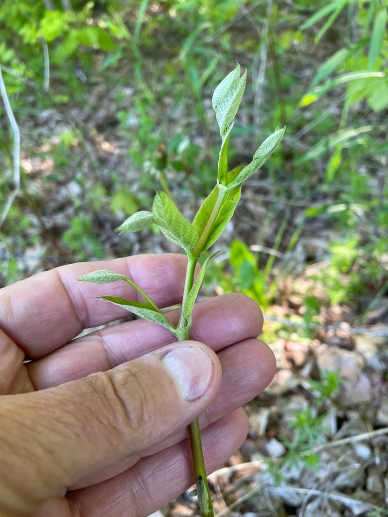 Indianhemp photo 6