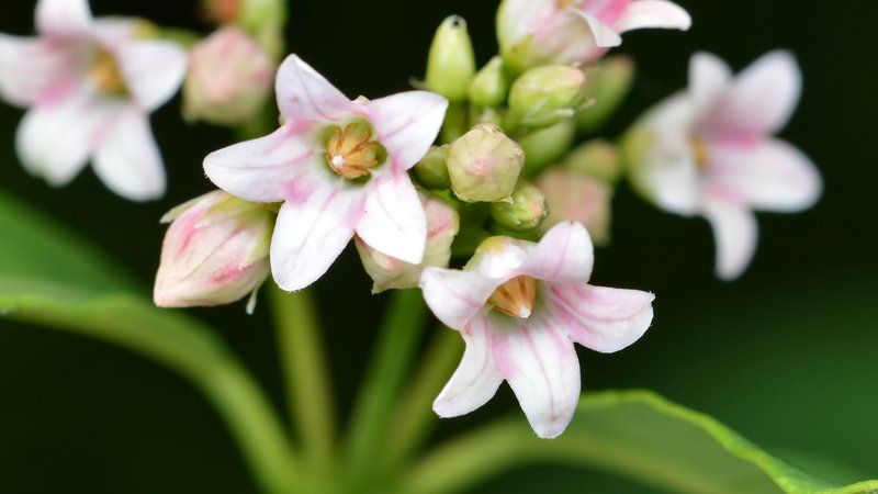 Apocynum floribundum