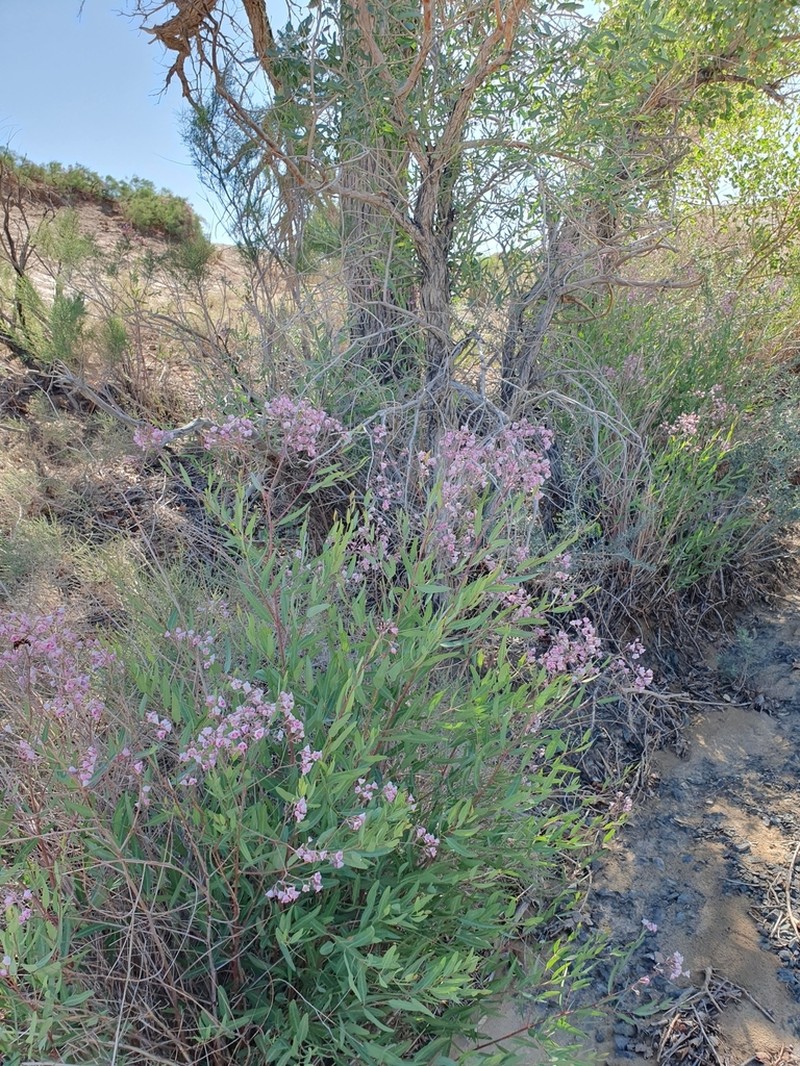 Apocynum pictum photo 2