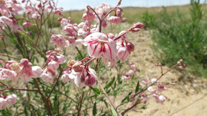 Apocynum pictum photo 3