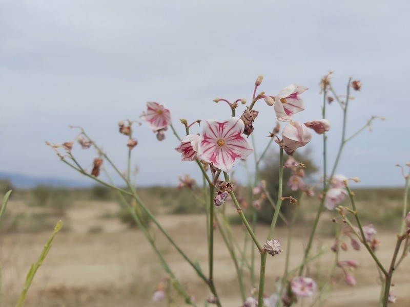 Apocynum pictum photo 4