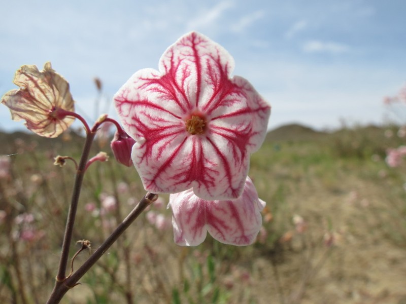 Apocynum pictum photo 5