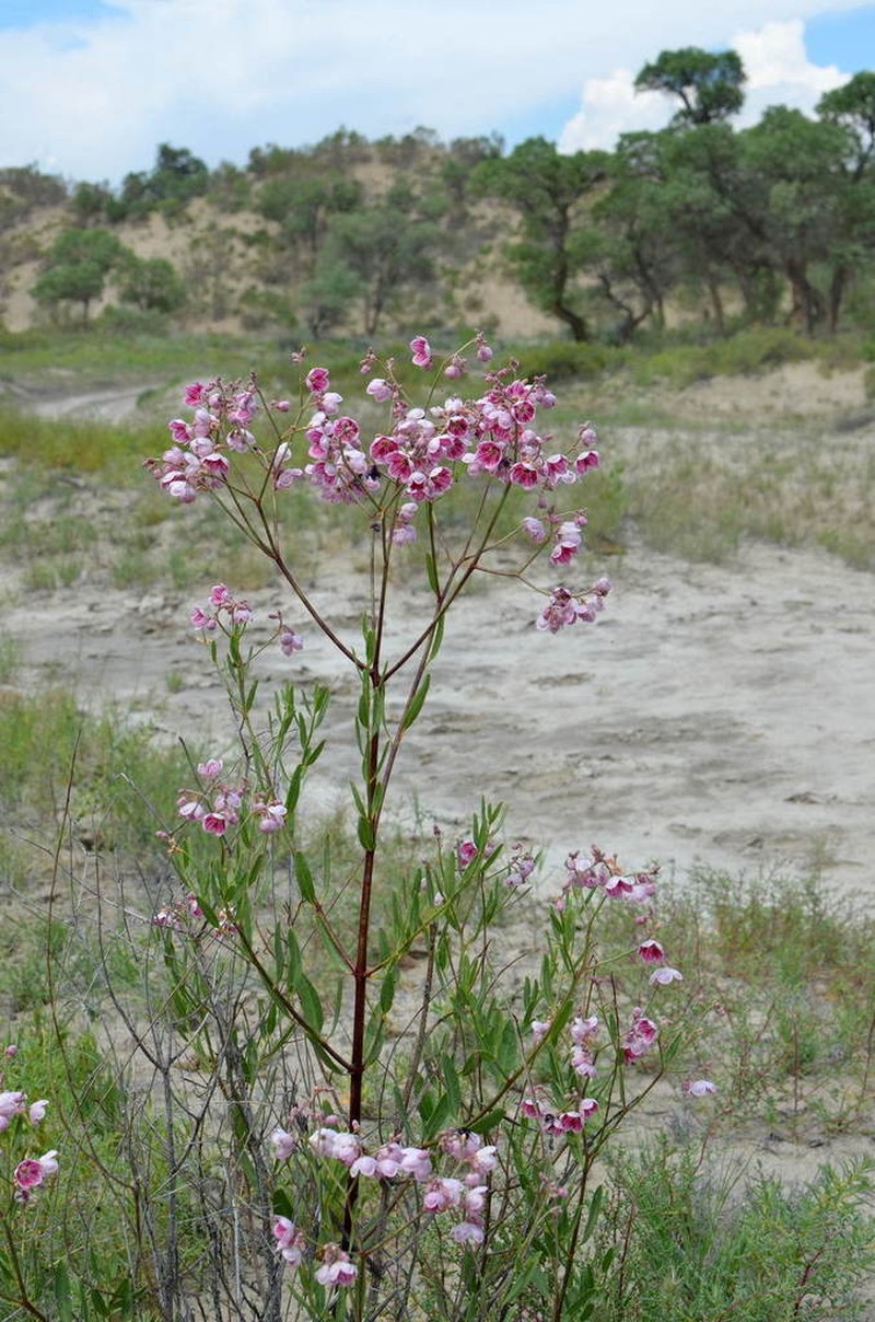 Apocynum pictum photo 6