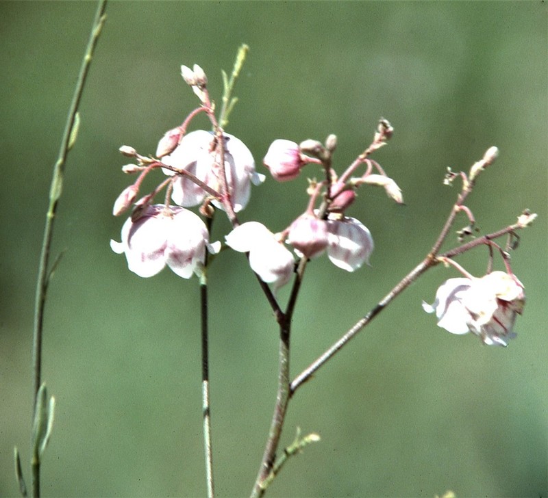 Apocynum pictum photo 7