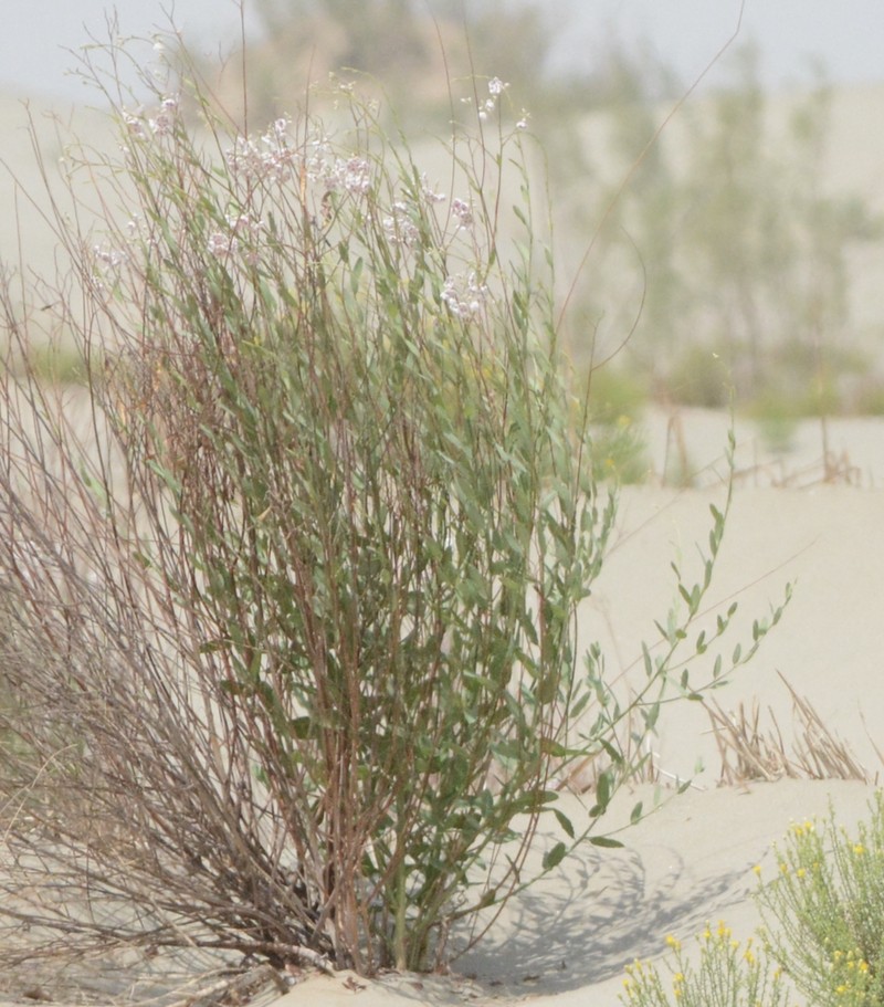 Apocynum pictum photo 8