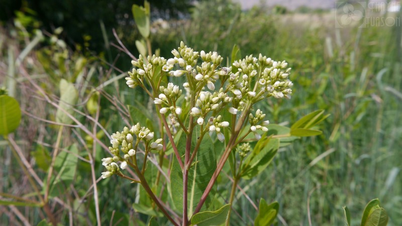 Apocynum sibiricum