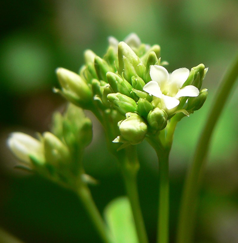 Apocynum sibiricum photo 3