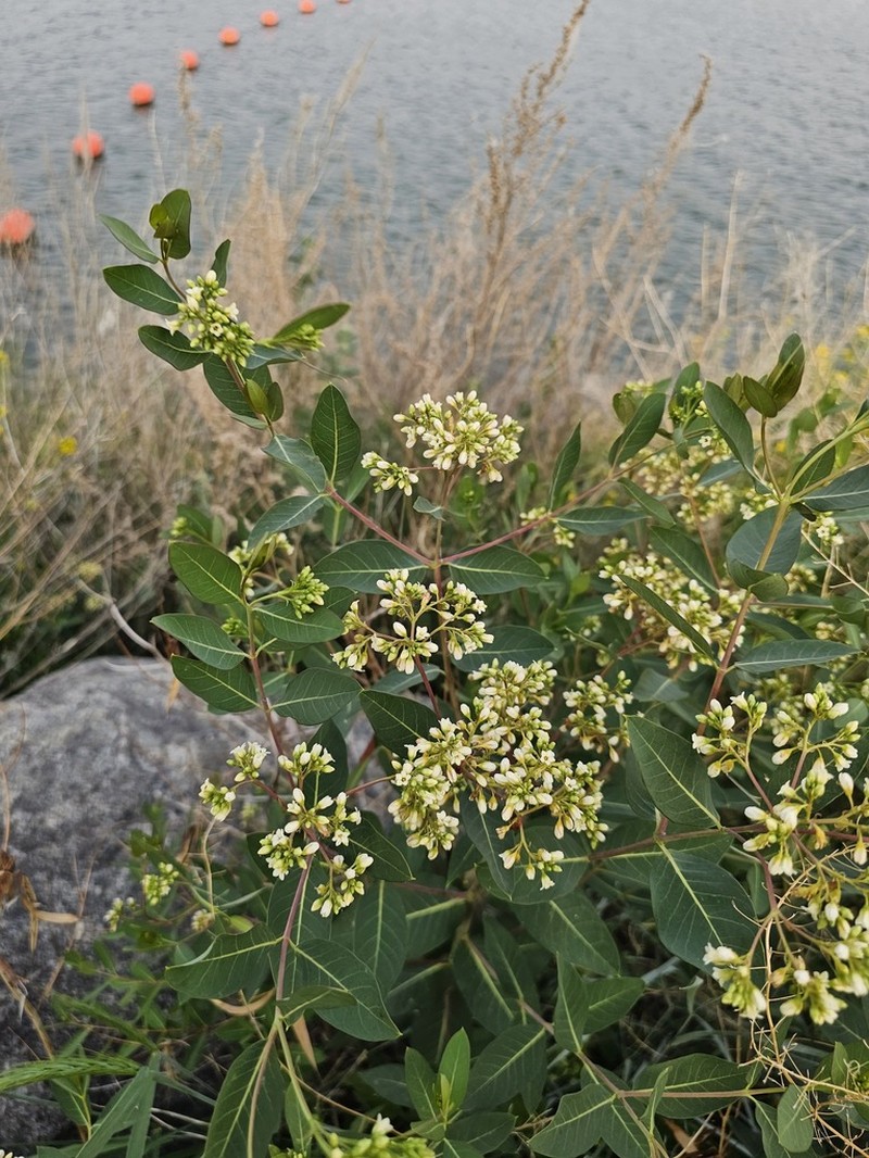Apocynum sibiricum photo 7