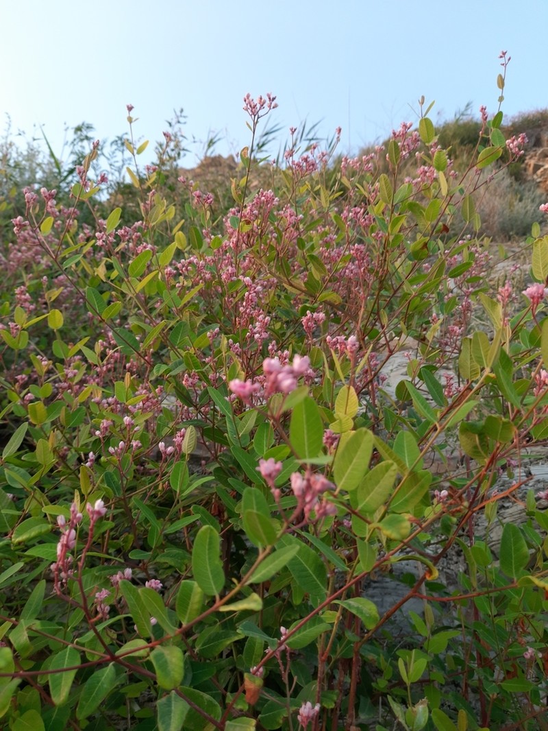 Apocynum venetum photo 2