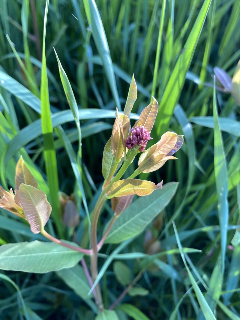Apocynum venetum subsp. sarmatiense