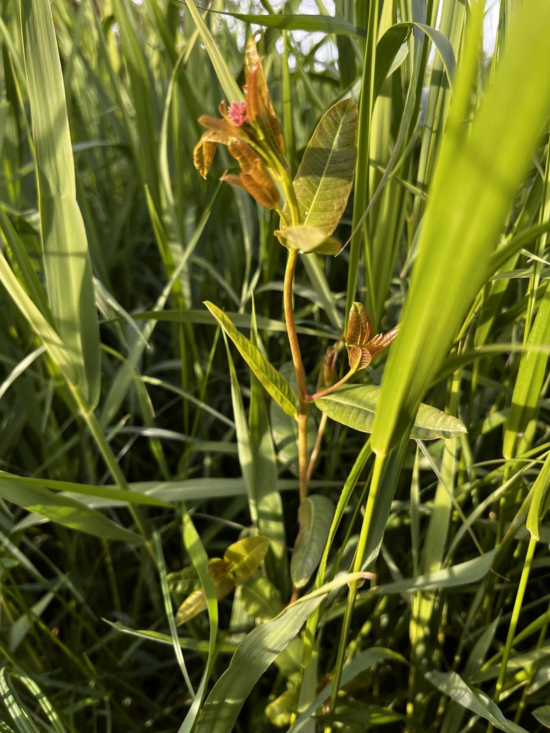 Apocynum venetum subsp. sarmatiense photo 3