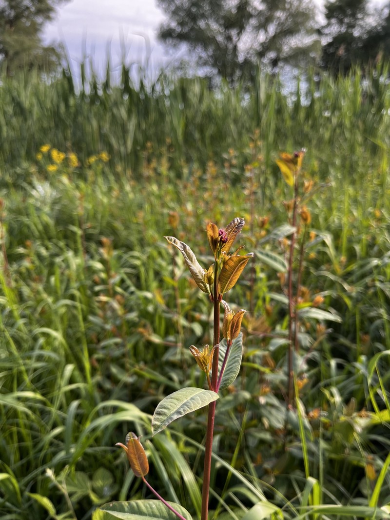 Apocynum venetum subsp. sarmatiense photo 4