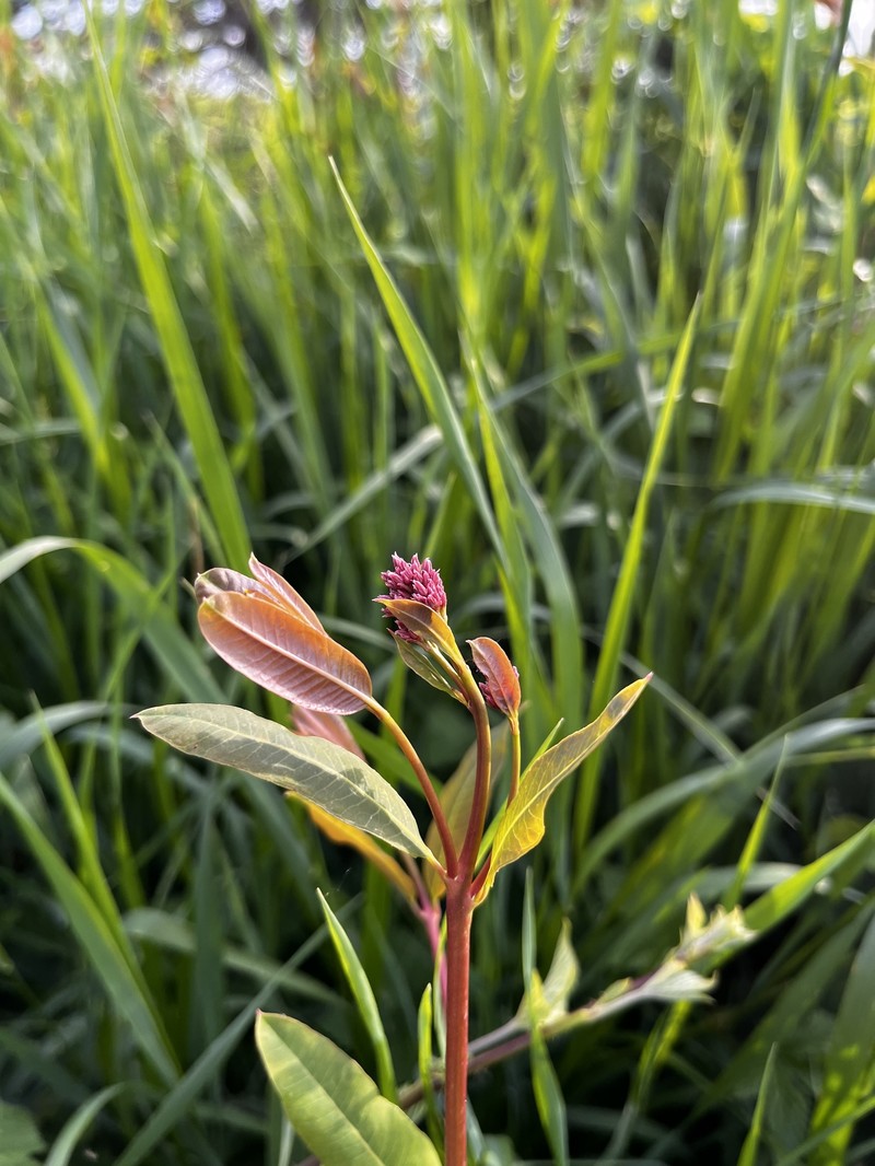 Apocynum venetum subsp. sarmatiense photo 5