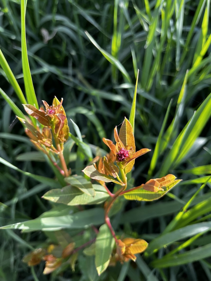 Apocynum venetum subsp. sarmatiense photo 6
