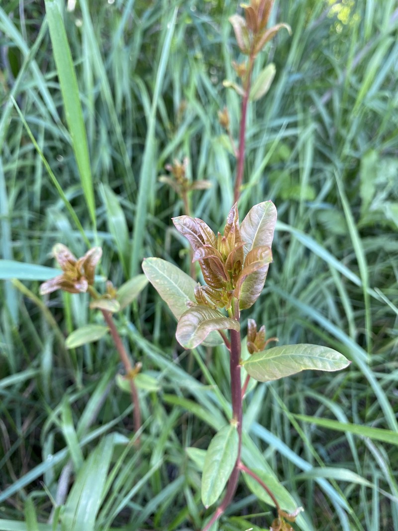 Apocynum venetum subsp. sarmatiense photo 8