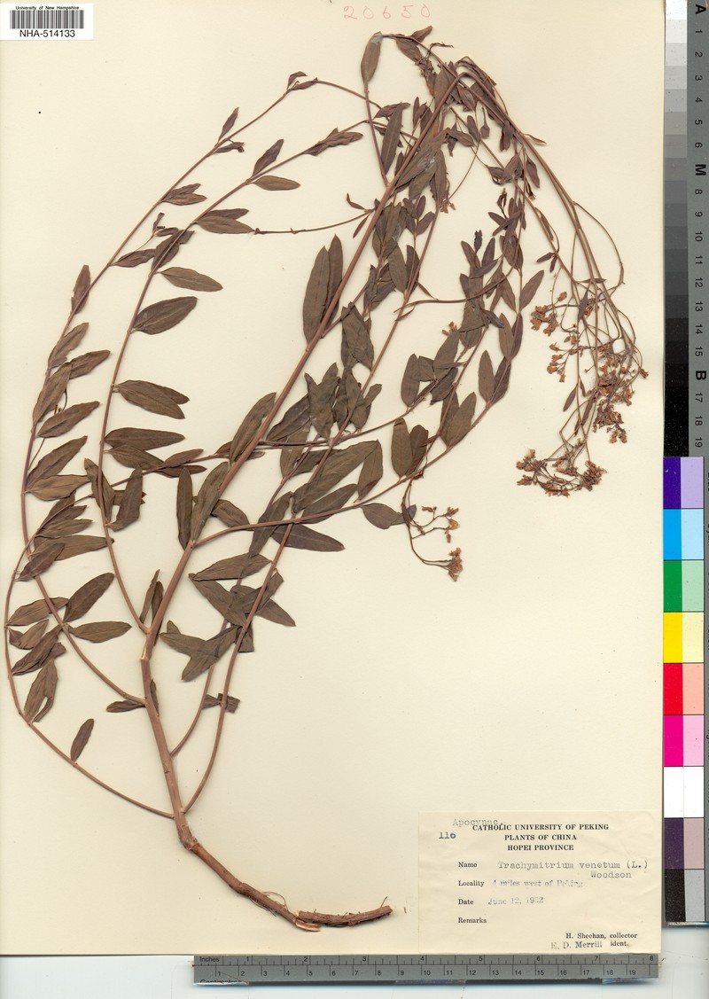 Apocynum venetum subsp. scabrum