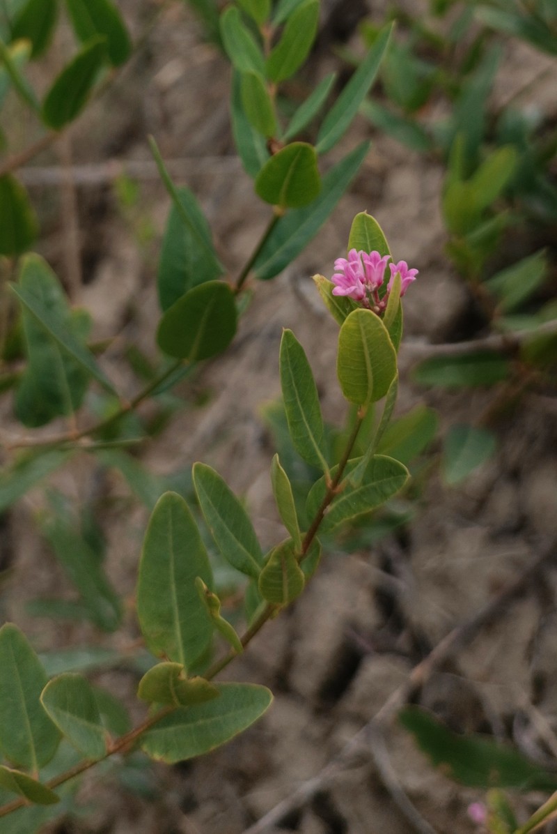 Apocynum venetum subsp. tauricum