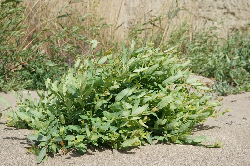 Apocynum venetum subsp. tauricum photo 2