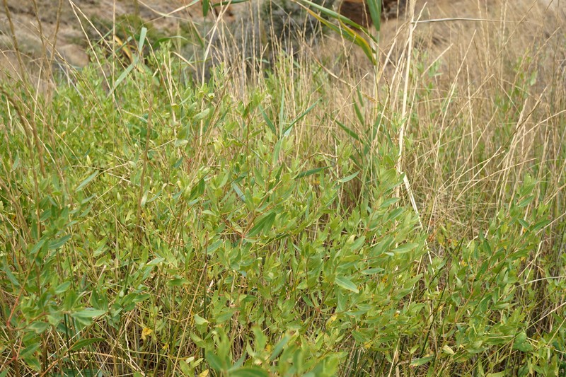 Apocynum venetum subsp. tauricum photo 3