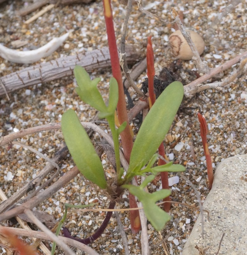 Apocynum venetum subsp. tauricum photo 4