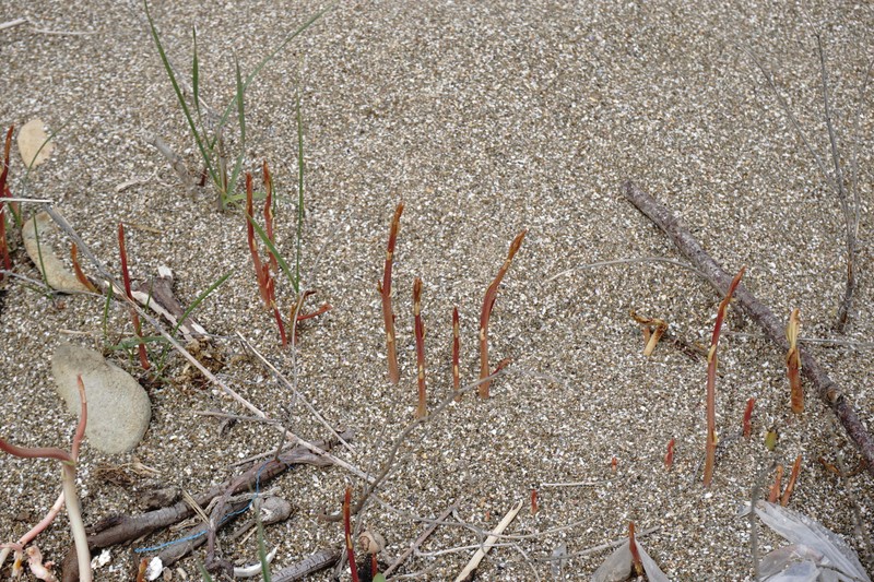 Apocynum venetum subsp. tauricum photo 5