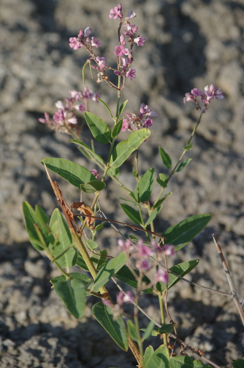 Apocynum venetum subsp. tauricum photo 6