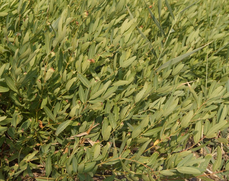 Apocynum venetum subsp. tauricum photo 7