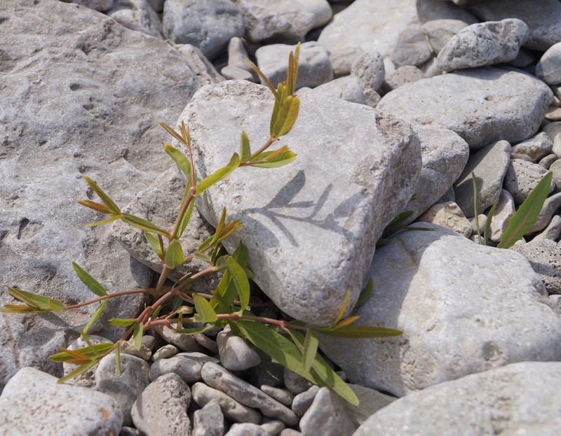 Apocynum venetum subsp. tauricum photo 8