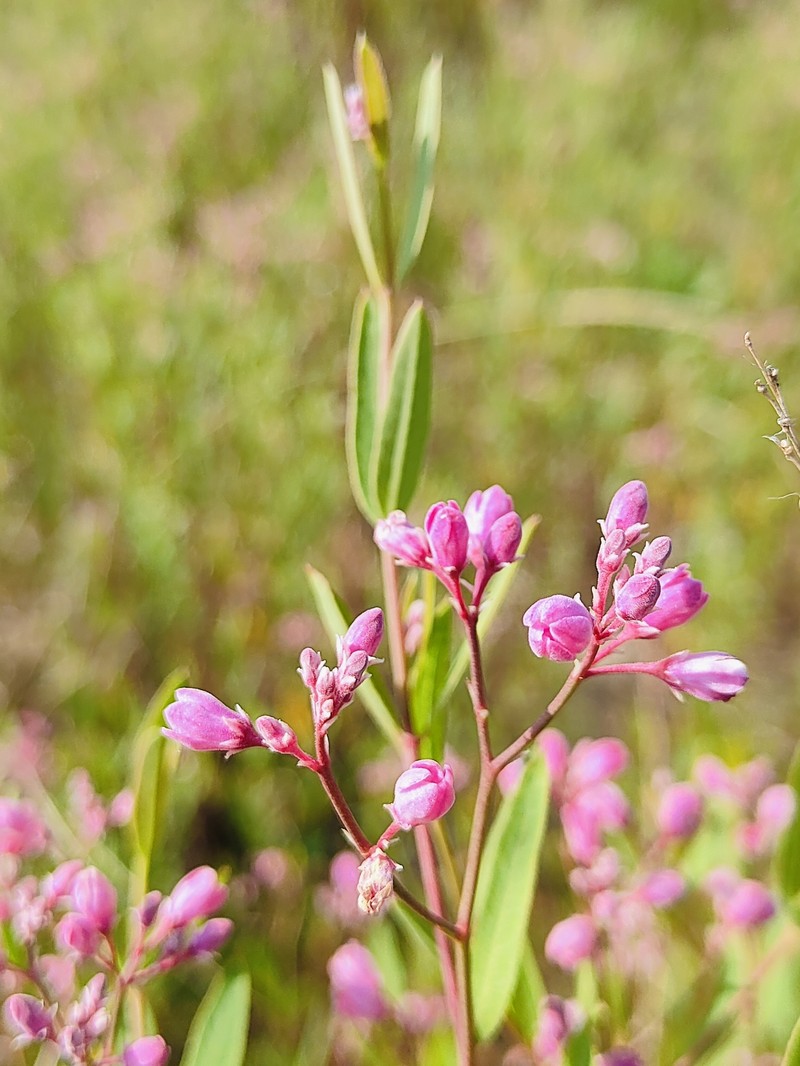 Apocynum venetum subsp. venetum