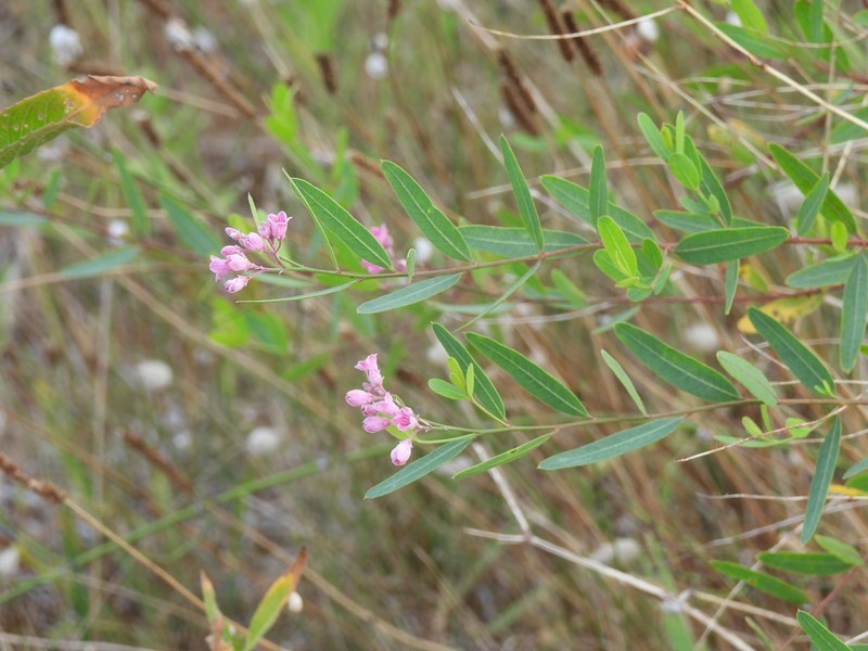 Apocynum venetum subsp. venetum photo 2