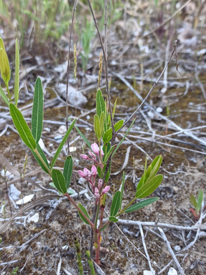 Apocynum venetum subsp. venetum photo 3